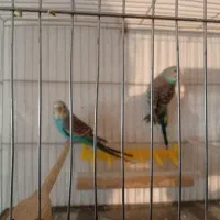 مرغ عشق|پرنده|کرمانشاه, |دیوار