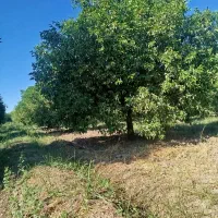 فروش زمین باغ ویلا در دزفول سیاره منصور