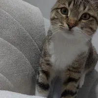 گربه گمشده مژدگانی داره