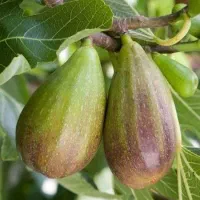 نهال انجیر و سایر نهال ها|خدمات باغبانی و درختکاری|مراغه, |دیوار