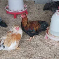 مرغ و خروس نژاد ویاندوت|حیوانات مزرعه|تهران, جوادیه تهرانپارس|دیوار