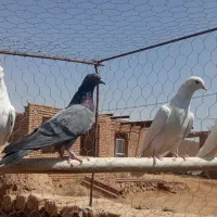 کفتر گرو|پرنده|سرخه حصار, |دیوار