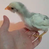 جوجه یک ماهه