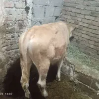 گاو