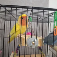 ۴ عدد کوتوله به همراه یک قفس خوب و تجهیزات