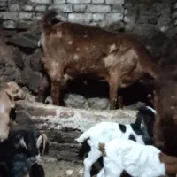 بز و بزغاله|حیوانات مزرعه|تیکمه داش, |دیوار