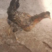 فروش دو تا مرغ  جوون ۴ و ۵ ماهه  صحیح سالم