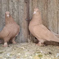 زرد هل پاپر|حیوانات|شیراز, شهرک استقلال|دیوار