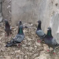 پلاکی سینه سفید|پرنده|شیراز, دروازه اصفهان|دیوار