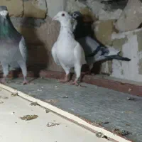 کفترپلاکی مسافتی  یهودی|پرنده|شال, |دیوار