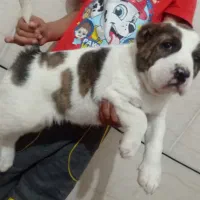 واگذاری توله سگ الابای ترکمن نگهبان