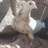 کبوتر ماده طوق اجری خال سیاه|پرنده|کوهبنان, |دیوار