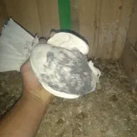 کبوتر رنگی طوقی سرور سینه ای کلدم پشدار