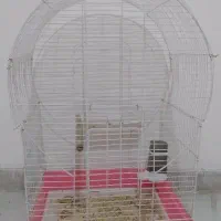 قفس عروس هلندی