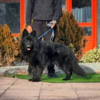 سگ ژرمن15ماهه نر