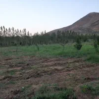 باغچه با درخت های گیلاس و آلبالو