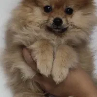 پامرین روباهی