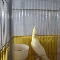 عروس هلندی ماده