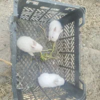 خرگوش بچه