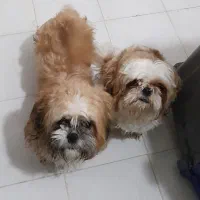 یک جفت سگ شیتزو ( نر و ماده )