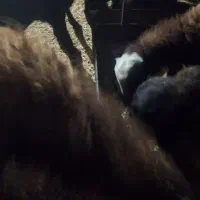 فروش ۲۱عدد بره ماده قوچ خورده