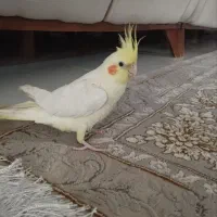 عروس هلندی ماده