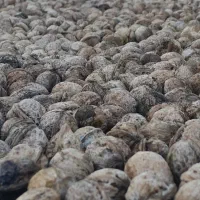 گردو ارگانیک تازه وپرچرب امسال چورژی