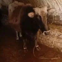 گاوباگوساله نر