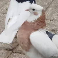 کبوتر طوقی نر و ماده