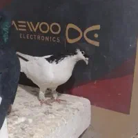 کفتر