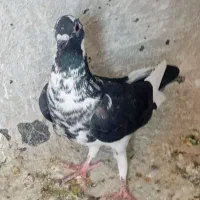 کفتر کبوتر|پرنده|شیراز, دشت چنار|دیوار