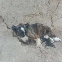 سگ نرولاس|سگ|اصفهان, پرتمان|دیوار