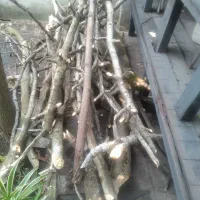 چوب درخت انجیر|حراج|رشت, منظریه|دیوار