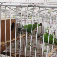 یک جفت سنگال