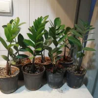 زاموفیلیا گل آپارتمانی