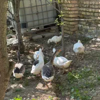 غاز محلی