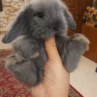 خرگوش های لوپ ژورنالی خاص