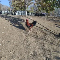 مرغ خروس محلی|حیوانات مزرعه|بانه, |دیوار