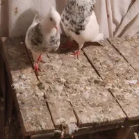 12تا کفترطوقی