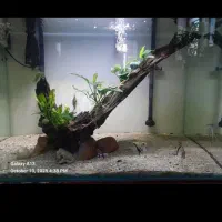 معاوضه آکواریوم ریملس با عروس هلندی