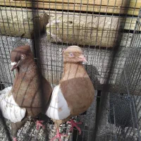 یک جفت سینه
