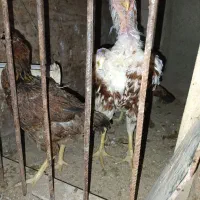 فروش ویژه تخم مرغ نطفه دار لای از بهترین نژاد