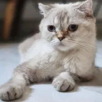 بریتیش اسکاتیش دختر