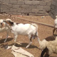 نری|حیوانات مزرعه|تخت, |دیوار