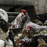 مرغ و خروس گلین