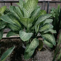 گلخانه قم گل نیروگاه