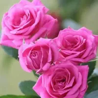 راهنمایی خانه چغابدار