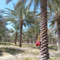 گرده نخل یا ارده نخل