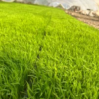 توم آزاد هاشمی و.. برای فروش موجود میباشد