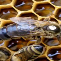 حرفه ای زنبوردار شو|خدمات آموزشی|بهبهان, |دیوار